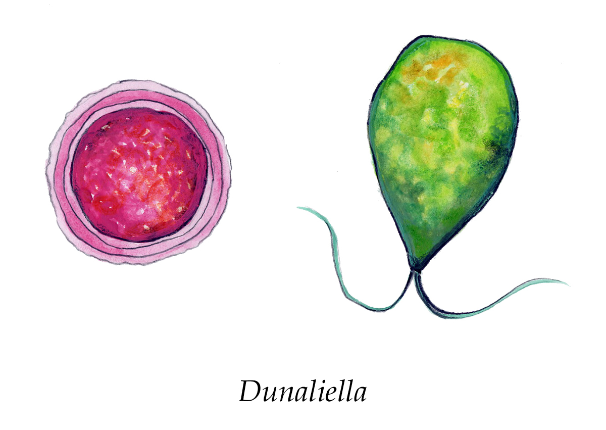 Colorazione Prodotta Dall Anice Versato Nell Acqua